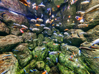 Lots of colorful fish in the water in the sea