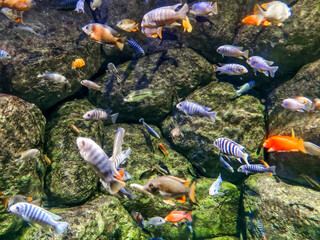 Lots of colorful fish in the water in the sea