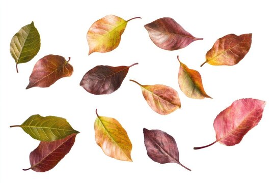 Fototapeta Leaves group leaves leaf collection.