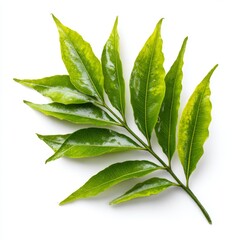 Obraz premium A close-up shot of a green leaf branch. The leaves are vibrant and fresh, against a plain background