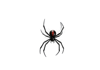 Isolated Black Widow Spider Hanging from Web