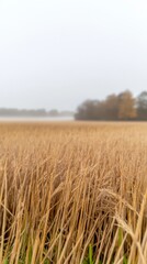Obraz premium Golden Wheat Field in Autumn Mist: A Serene Rural Landscape Capturing the Tranquil Beauty of Harvest Season and Earthy Tones