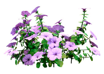 3D Rendering Petunia Flowers on White