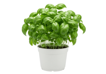 Isolated Basil Plant in a White Pot