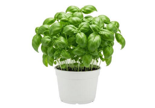 Isolated Basil Plant in a White Pot - Powered by Adobe