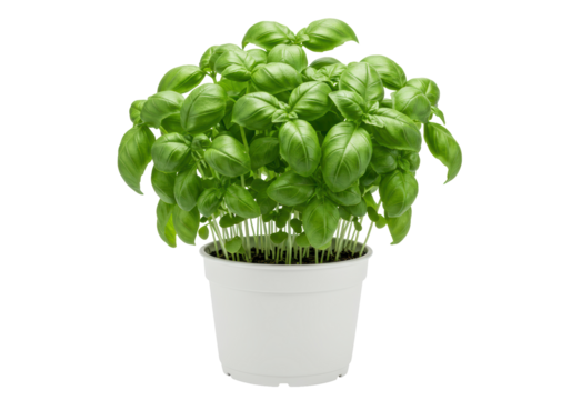 Isolated Basil Plant in a White Pot