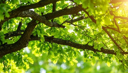 Obraz premium Sunlight filtering through fresh vibrant oak leaves offering a serene natural canopy