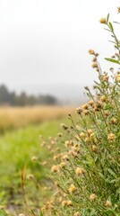 Obraz premium Close-up of Dew-Kissed Wildflowers in a Lush Green Meadow, with a Softly Blurred Misty Horizon, Capturing the Tranquil Essence of Nature's Serenity
