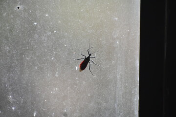 An assassin bug on a glass window.