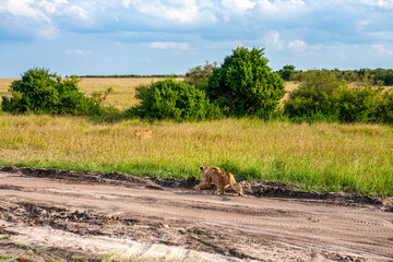 Final Steps into the Wild – A Young Lion Crosses Home