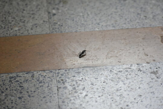 An ant on the floor .