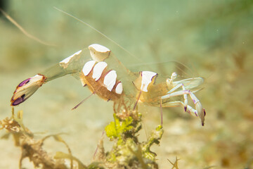 A super macro photo of a Holthuis cleaner shrimp, Ancylomenes holthuisi. Picture from Puerto Galera, Philippines