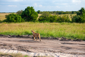 Crossing Back to the Wild – Young Lion on the Move
