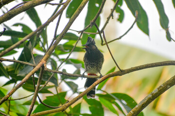 A red-vented bulbul perches on a branch