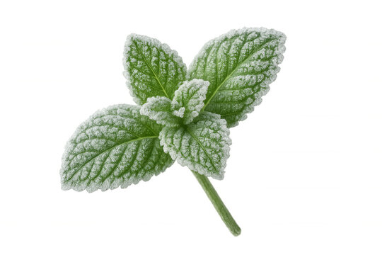 Fresh mint leaves covered with frost on a transparent background, perfect for winter or holiday-themed designs