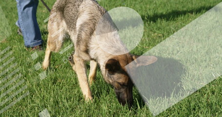 German Shepherd dog sniffing grass on lush lawn, with leash collar denim jeans brown boots