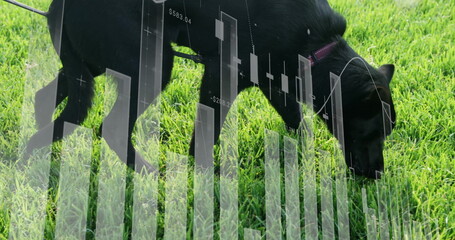 Sniffing black dog wearing purple collar and dark leash on lawn, with transparent financial charts
