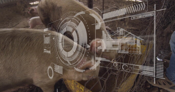 Lowering heads domestic pigs feeding inside barn pen, with metal trough and HUD overlay - Powered by Adobe