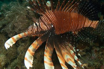 Red lionfish - one of the dangerous coral reef fish. Beautiful and dangerous animals. Picture from Puerto Galera, Philippines