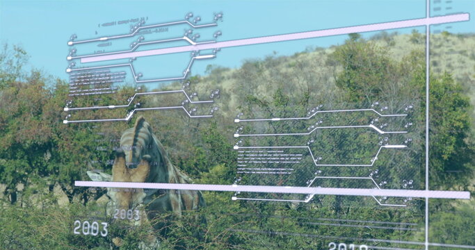 Fototapeta Feeding lone rhinoceros lowering head among shrubs on rolling hillside, with digital overlay labels