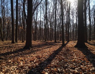 Fototapeta premium Sunlit Forest Clearing With Dry Leaves