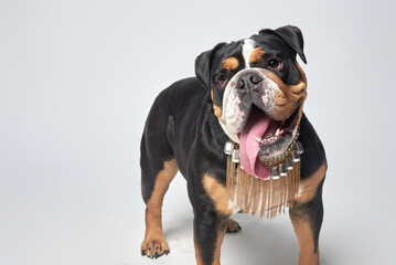 An english bulldog with a distinctive coat and a large necklace stands confidently in a bright...