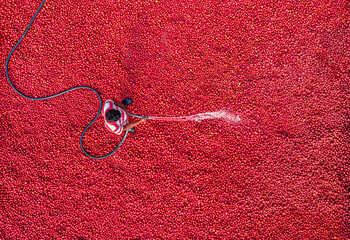 Bogura, Bangladesh - 19 February 2021: Aerial view of a man spraying water across a vast, vibrant red field, the dark hose snaking through the scene, creating a stark contrast of color and texture..