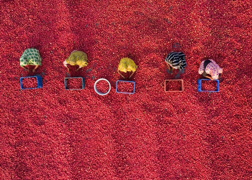 Bogura, Bangladesh - 28 January 2021: Aerial view of vibrant red spices contrasting with arranged colorful figurines and geometric shapes, creating an abstract tableau.