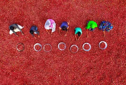 Bogura, Bangladesh - 29 January 2020: Aerial view of people amidst a vibrant red expanse, bent over circular objects, creating a striking contrast of colors and textures.