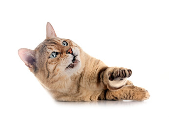 bengal cat in studio