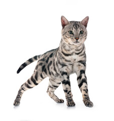 bengal cat in studio