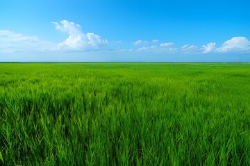 Fototapeta premium A vast, vibrant green grass field stretches to the horizon under a clear blue sky with fluffy white clouds, symbolizing nature and growth