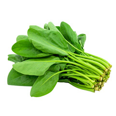 Fresh bunch of green spinach leaves isolated on white background