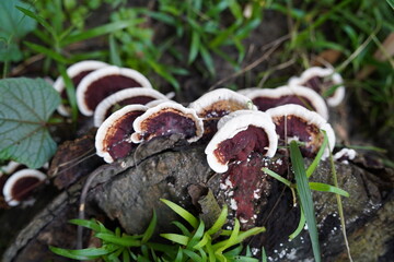 mushroom in the forest,mushrooms on dead plant photo,mushroom image,mushroom on trunk