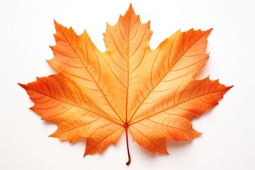 Fototapeta premium Autumn leaf autumn maple plant.