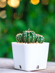 Atmospheric Photo of Small Cactus in White Textured Pot with Dappled Light and Lush Green Foliage