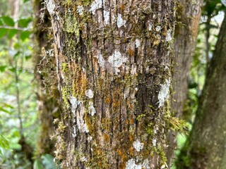 Tronco de Branquilho - Sebastiania commersoniana