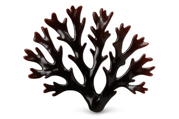 Obraz premium Reddish purple specimen of chondrus crispus seaweed forming a beautiful fan shape isolated on transparent background