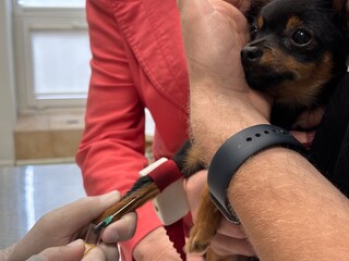 Small dog receiving veterinary care during procedure with concerned owners