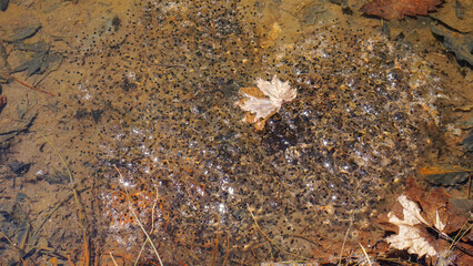 水たまりのカエルの卵塊