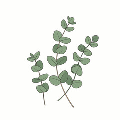 Obraz premium A charming botanical illustration depicts three fresh green eucalyptus branches, perfect for natural decor, aromatherapy, or wellness-themed designs.