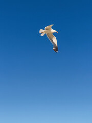 Obraz premium Seagull flying in the blue sky of lignano sabbiadoro