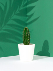 Conceptual Photo of Cactus in White Pot with Dramatic Shadow and Abstract Green Background


