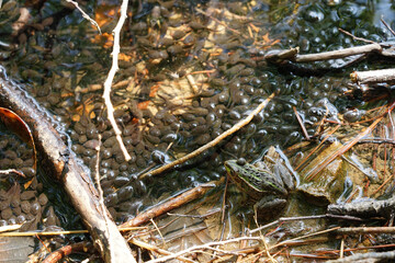 水たまりのおたまじゃくしの群れ