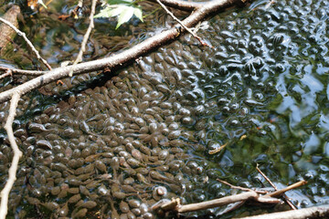 水たまりのおたまじゃくしの群れ