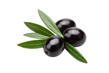 Three black olives on olive branch with green leaves, Mediterranean fruit, natural food ingredient, cooking element, isolated on a transparent background