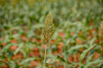 A close-up shot focuses on a single sorghum seed head against a softly blurred background of a field, with the red soil and green plants visible