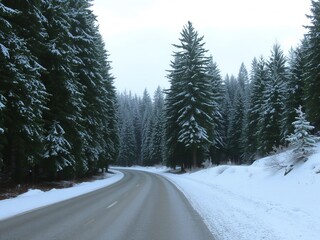 A winding road through a snow covered forest with tall pine trees on a cloudy winter day