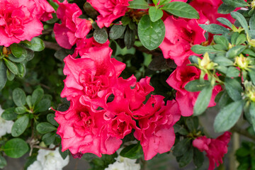 Azalea bud flower. Rhododendron plant in garden. Floral background. Pink buds
