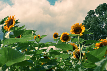 雰囲気のある向日葵畑